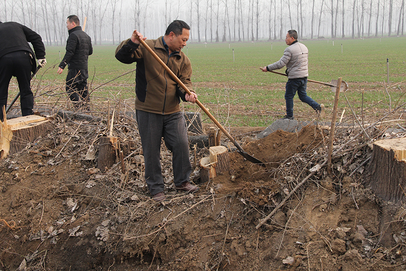 博農(nóng)集團(tuán)領(lǐng)導(dǎo)、基層黨政負(fù)責(zé)人等同志積極參加植樹活動